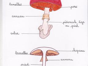 Coupe d'un champignon