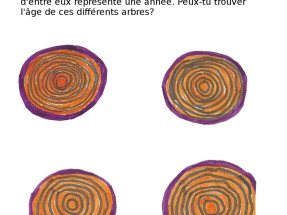 Les troncs d'arbres