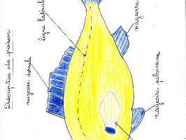 la description du poisson