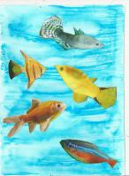 image: les poissons