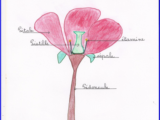 coupe d'une fleur