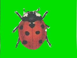 la coccinelle