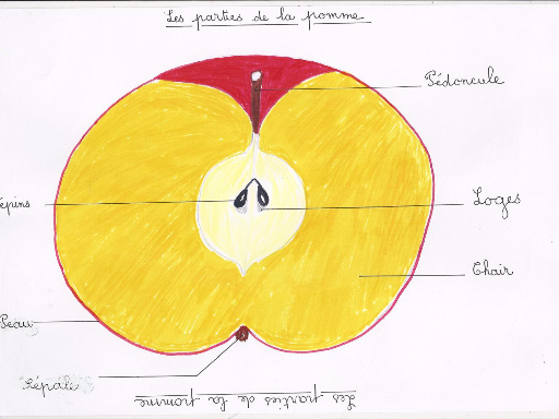 Moitié de pomme