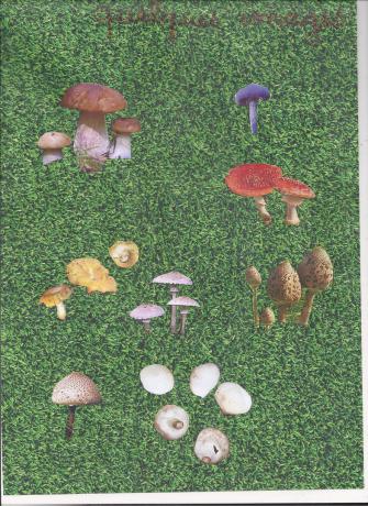 image de champignons